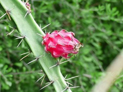 Harrisia bonplandii, photographed by Susan Blayney