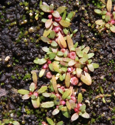 Elatine brachysperma, photographed by Millie Basden