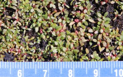 Elatine brachysperma, photographed by Millie Basden