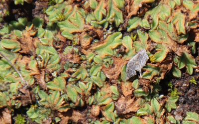 Riccia campbelliana, photographed by Millie Basden