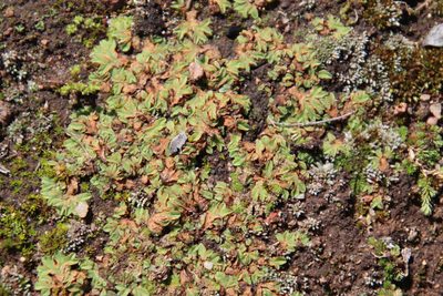 Riccia campbelliana, photographed by Millie Basden