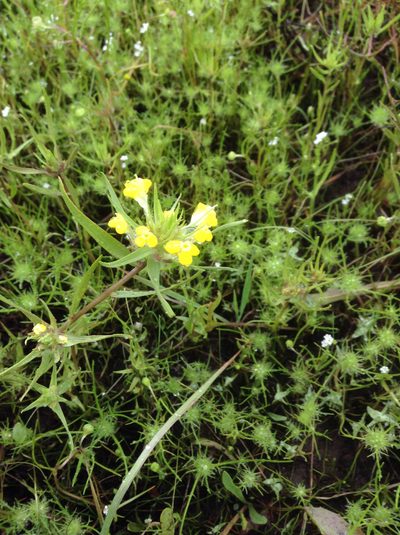 Castilleja campestris, photographed by Rosie Yacoub