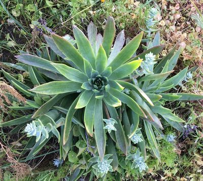 Dudleya traskiae, photographed by Adam J. Searcy