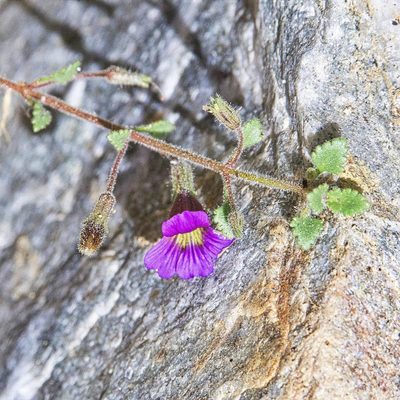 Stemodia pusilla, photographed by Bill Levine