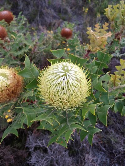 Banksia baxteri, photographed by Will Cornwell
