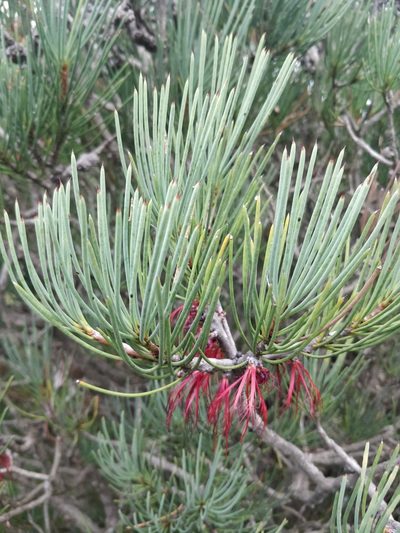 Melaleuca gracilis, photographed by Will Cornwell