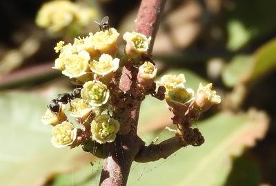 Euphorbia colletioides, photographed by Francisco Farriols Sarabia