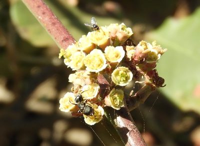 Euphorbia colletioides, photographed by Francisco Farriols Sarabia