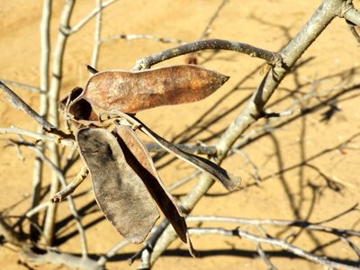 Coulteria platyloba, photographed by Francisco Farriols Sarabia