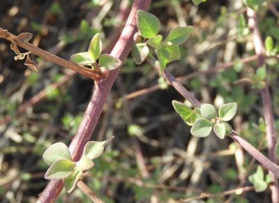 Salpianthus arenarius, photographed by Francisco Farriols Sarabia