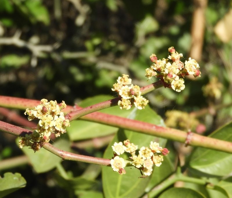 Euphorbia colletioides, photographed by Francisco Farriols Sarabia