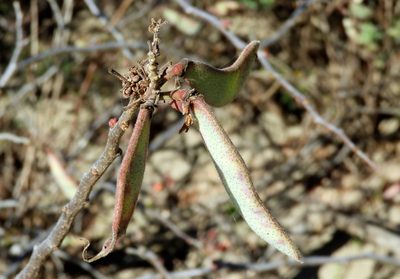 Erythrostemon palmeri, photographed by Francisco Farriols Sarabia