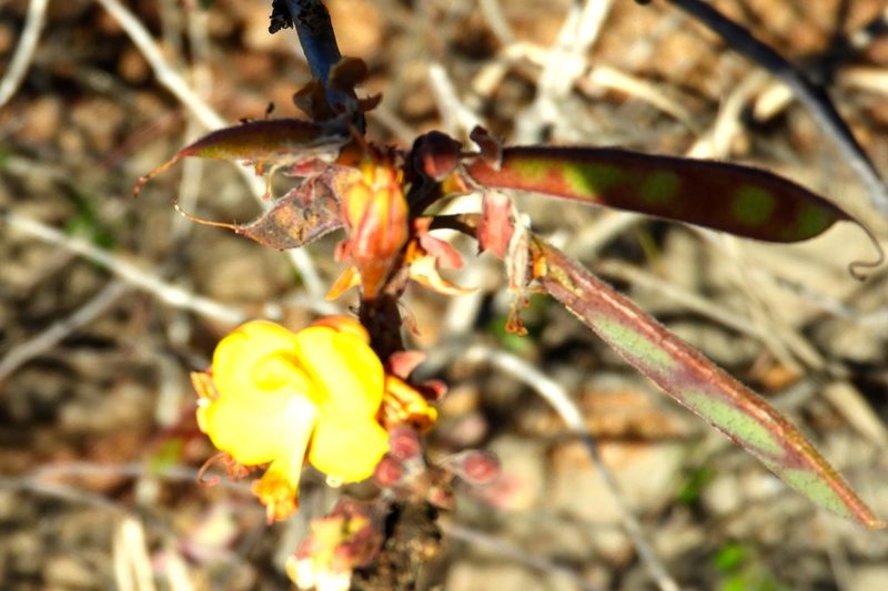 Erythrostemon palmeri, photographed by Francisco Farriols Sarabia
