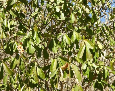 Morisonia indica, photographed by Francisco Farriols Sarabia