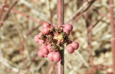 Euphorbia colletioides, photographed by Francisco Farriols Sarabia
