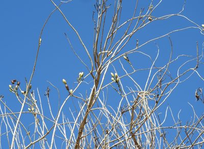 Ipomoea arborescens, photographed by Francisco Farriols Sarabia