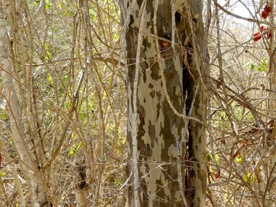 Libidibia sclerocarpa, photographed by Francisco Farriols Sarabia