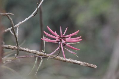 Erythrina nigrorosea, photographed by Juan Cruzado Cortés