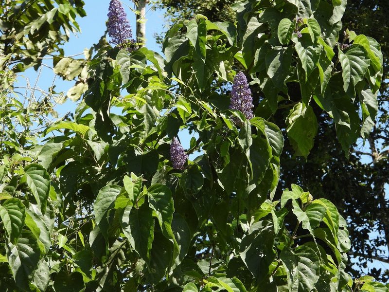 Cornutia pyramidata, photographed by amantedarmanin