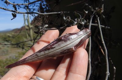 Pauciflora parvifolia, photographed by Laura Gaudette