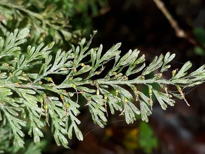 Abrodictyum strictum, photographed by Leon Perrie