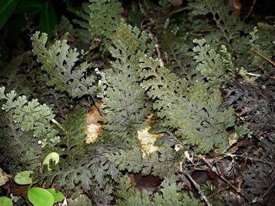 Hymenophyllum frankliniae, photographed by Leon Perrie