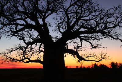 Adansonia gregorii, photographed by Samuel Brown