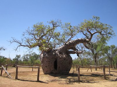Adansonia gregorii, photographed by Samuel Brown
