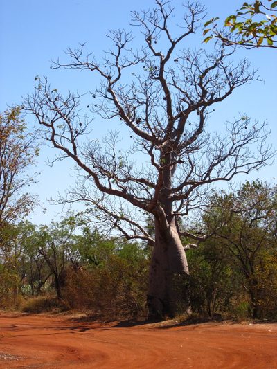 Adansonia gregorii, photographed by Samuel Brown