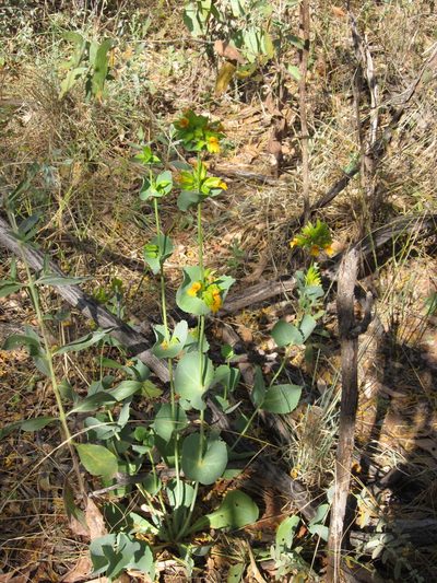 Goodenia panduriformis, photographed by Samuel Brown