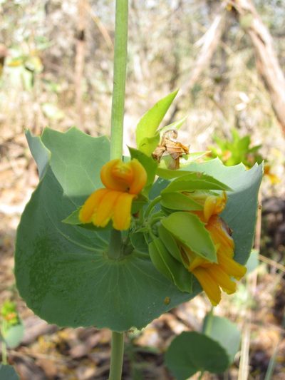 Goodenia panduriformis, photographed by Samuel Brown
