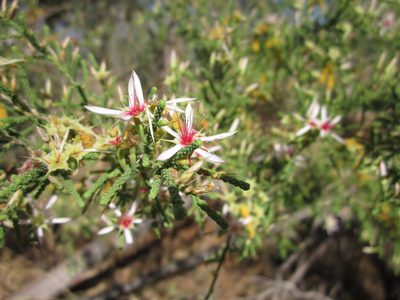 Calytrix exstipulata, photographed by Samuel Brown