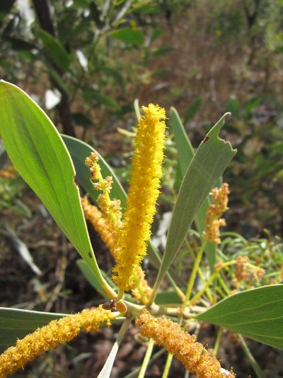 Acacia difficilis, photographed by Samuel Brown