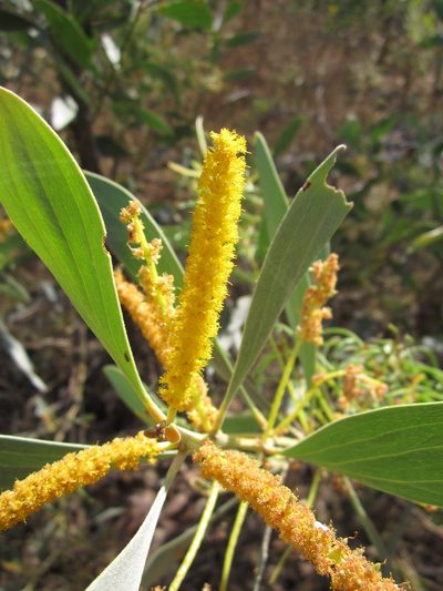 Acacia difficilis, photographed by Samuel Brown