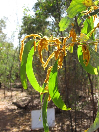 Acacia difficilis, photographed by Samuel Brown