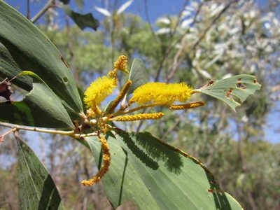 Acacia difficilis, photographed by Samuel Brown