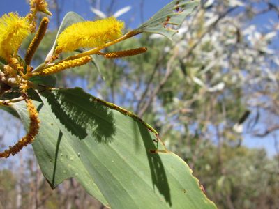 Acacia difficilis, photographed by Samuel Brown