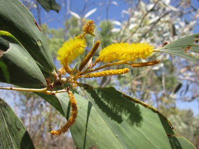 Acacia difficilis, photographed by Samuel Brown