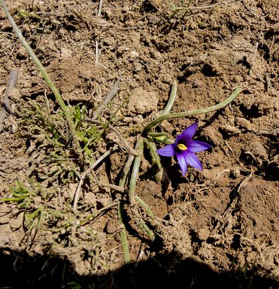 Romulea linaresii, photographed by katunchik