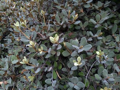 Pittosporum serpentinum, photographed by Peter de Lange