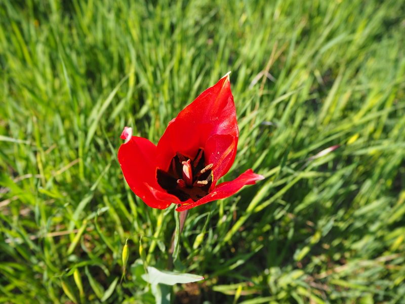 Tulipa agenensis, photographed by silk128