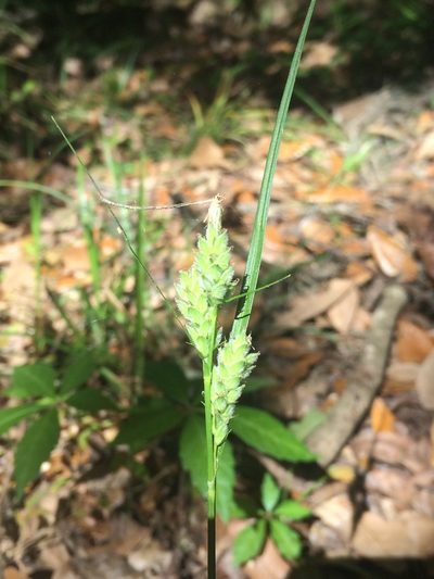 Carex dasycarpa, photographed by Michael W Belitz