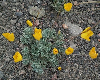 Eschscholzia glyptosperma, photographed by tomhilton