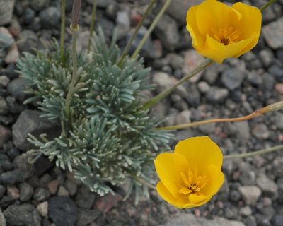 Eschscholzia glyptosperma, photographed by tomhilton