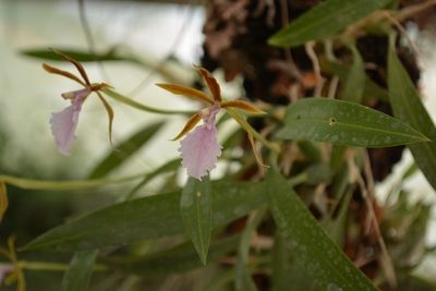 Rhynchostele stellata, photographed by Neptalí Ramírez Marcial