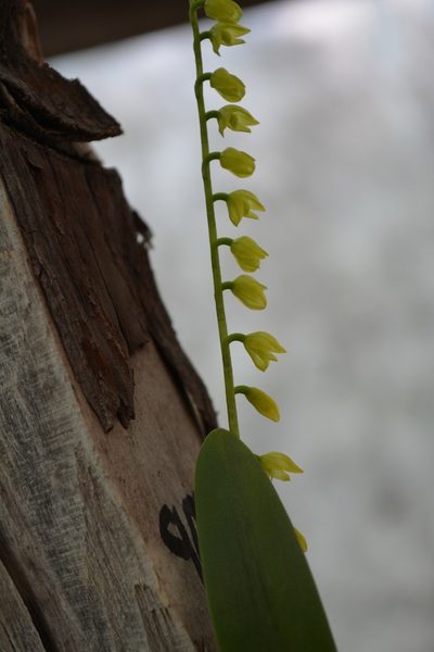 Pleurothallis quadrifida, photographed by Neptalí Ramírez Marcial