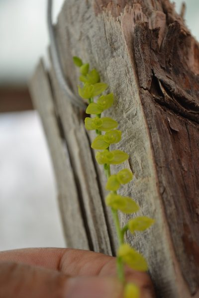 Pleurothallis quadrifida, photographed by Neptalí Ramírez Marcial
