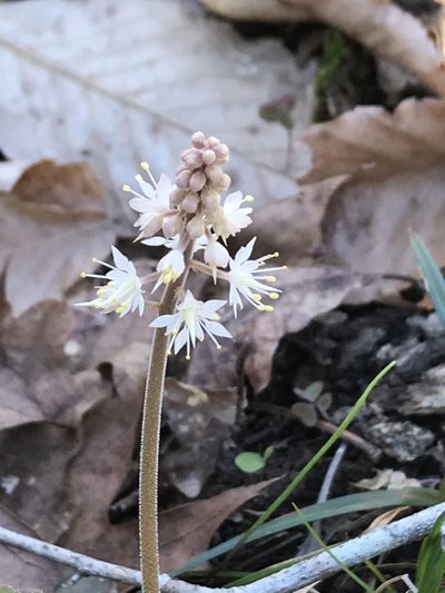 Tiarella cordifolia, photographed by Carol Ann McCormick