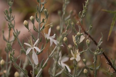 Teucrium racemosum, photographed by Rolf Lawrenz