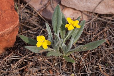 Goodenia willisiana, photographed by Rolf Lawrenz